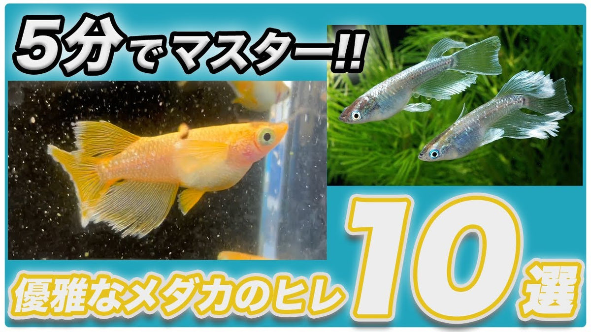 メダカのヒレの種類10選｜ヒレ長・スワロー・ロングフィンの違い