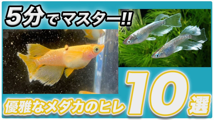 メダカのヒレの種類10選｜ヒレ長・スワロー・ロングフィンの違い