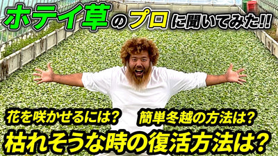 【永久保存版】ホテイ草の管理方法！メダカの産卵床に最適ホテイ草は枯らさない！