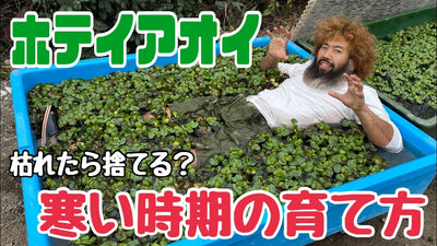 枯れても復活できる！？簡単なホテイアオイの育て方！