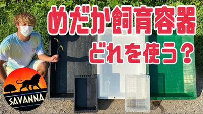 【めだか飼育容器】容器の色とサイズで何が変わるのか説明します！