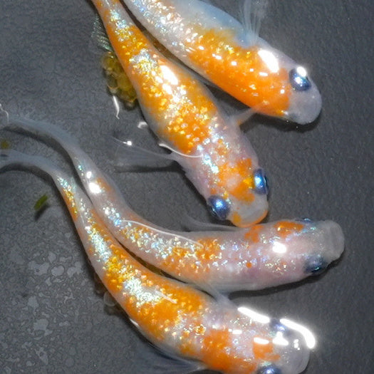 （現物販売）王華2ペア