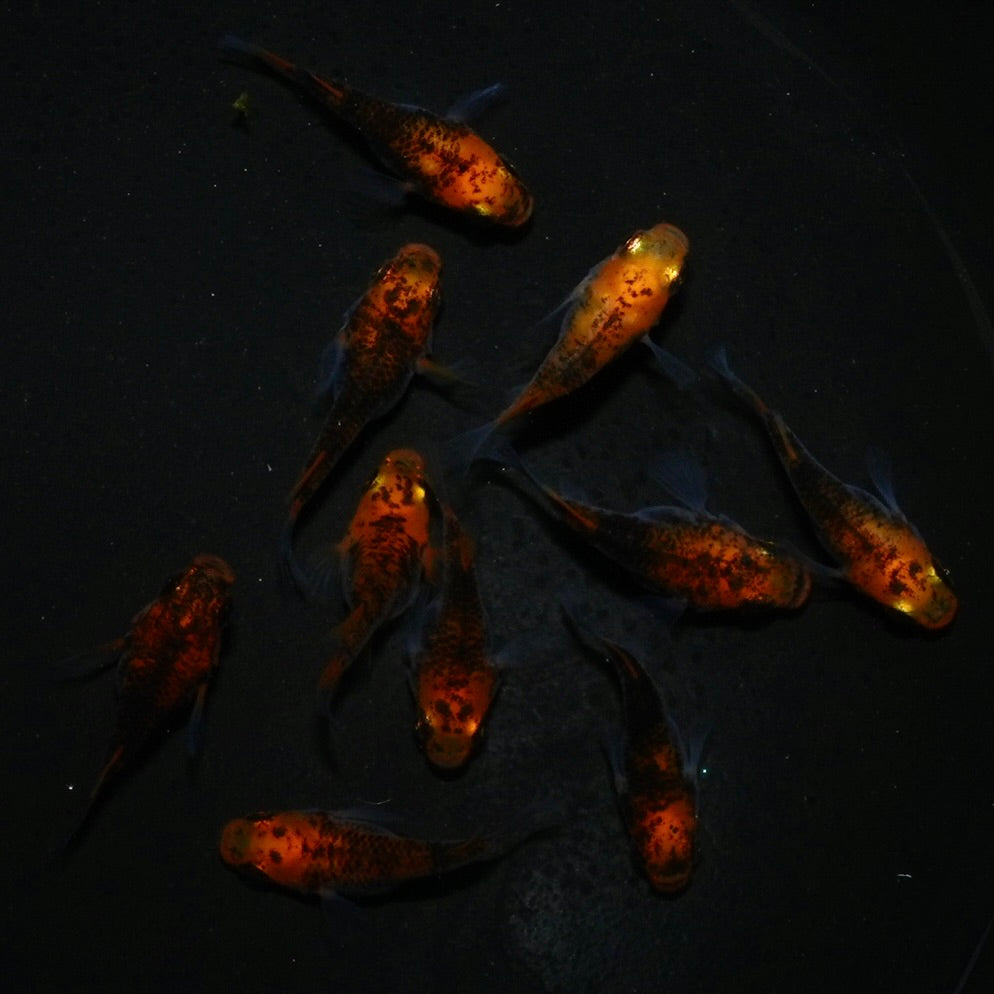 紅薊ダルマ　１ペア