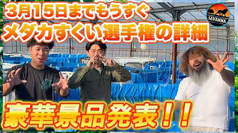 【保存版】はじめての改良メダカ｜お迎えから水合わせまで