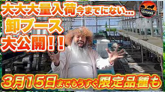 メダカの色揚げ｜美しい体色を引き出す3つの基本